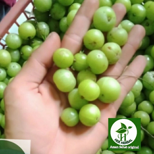 

buah malaka segar 500 gram