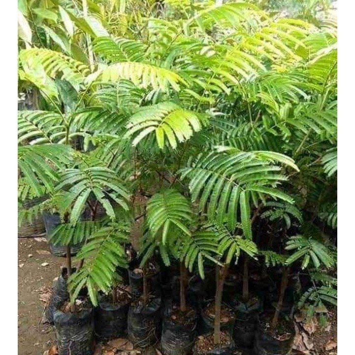 

[promo] bibit pete okulasi berkwalitas ukuran 30-80cm terlaris terlaris