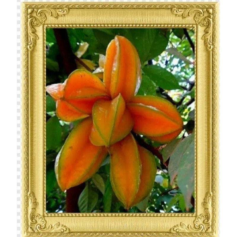 

[promo] bibit belimbing madu berbunga full media berkualitas terlaris terlaris