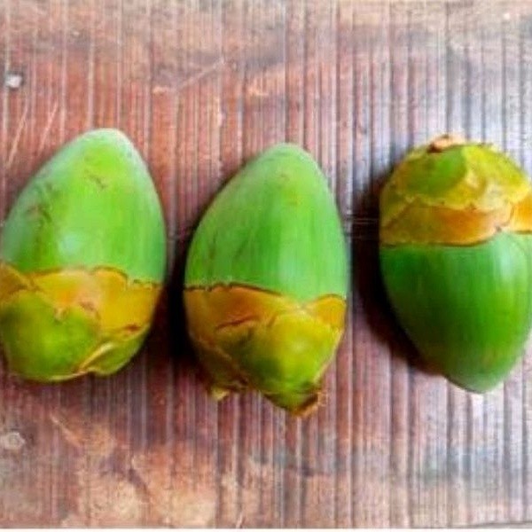 

Baru Promo Buruluk - Mbuluk - Tembuluk obat herbal diabetes per 5 pcs bisa COD ML plant