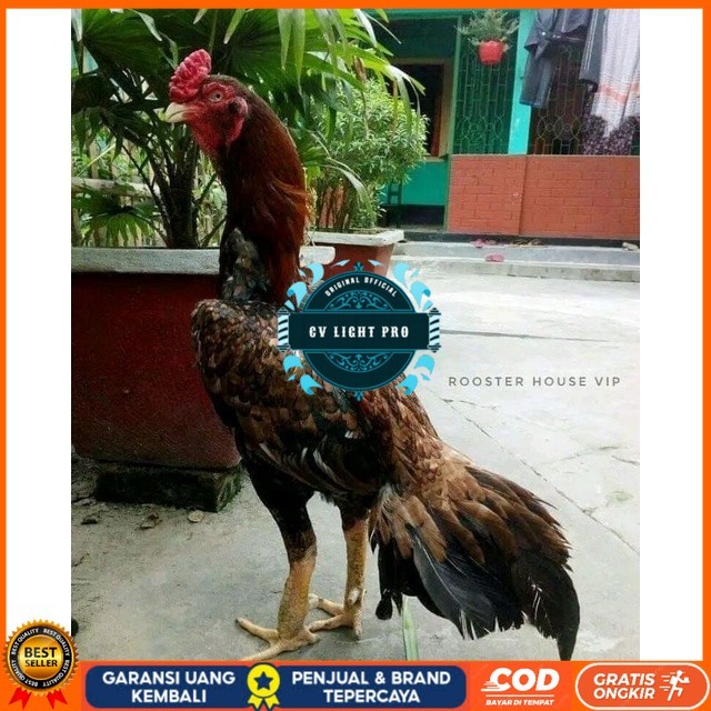 

telur tetas ayam aseel original berkualitas CV LIGHT PRO