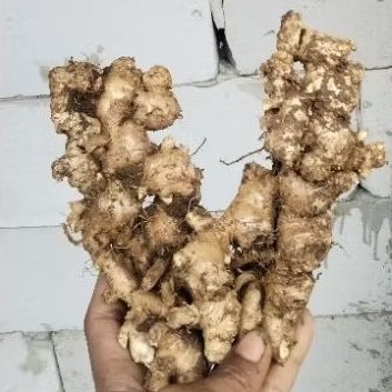 

Jahe Mprit Super Tua 1Kg