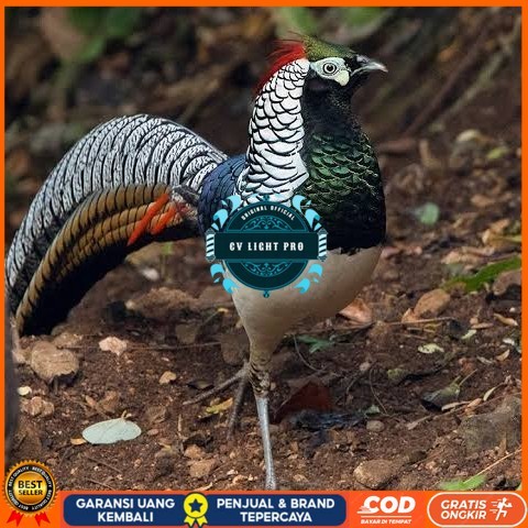 

Telur ayam hias ringneck lady amherst pheasant fertil asli CV LIGHT PRO