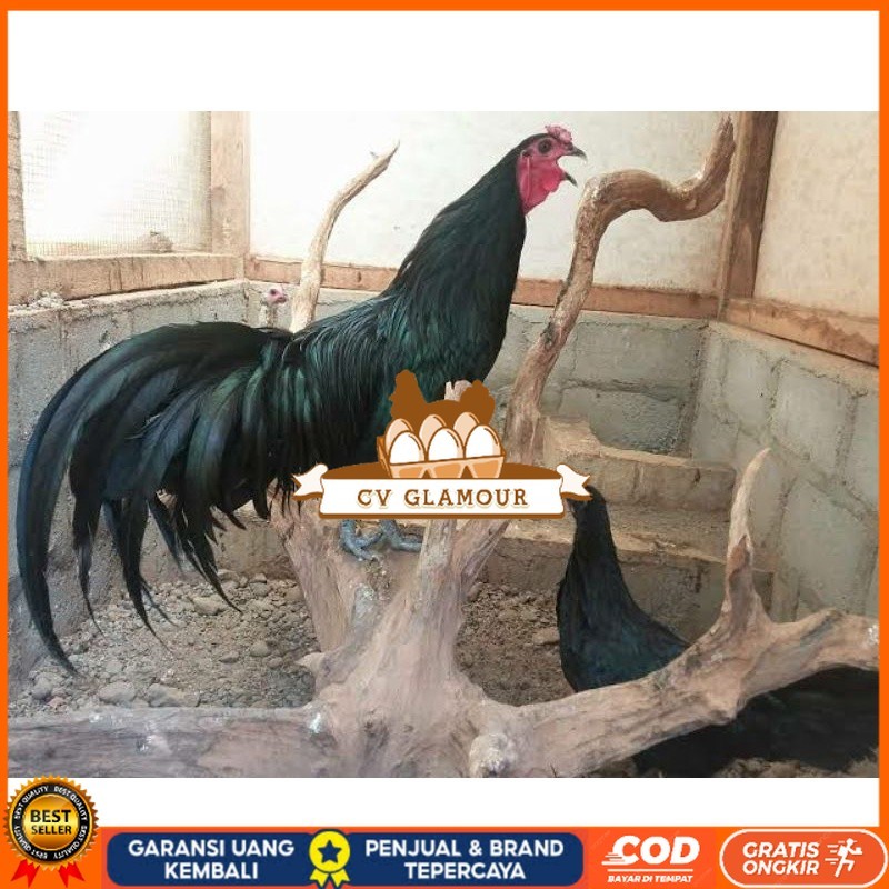 

TELUR AYAM HIAS BLACK SUMANTRA UNTUK DI TETASKAN CV GLAMOUR