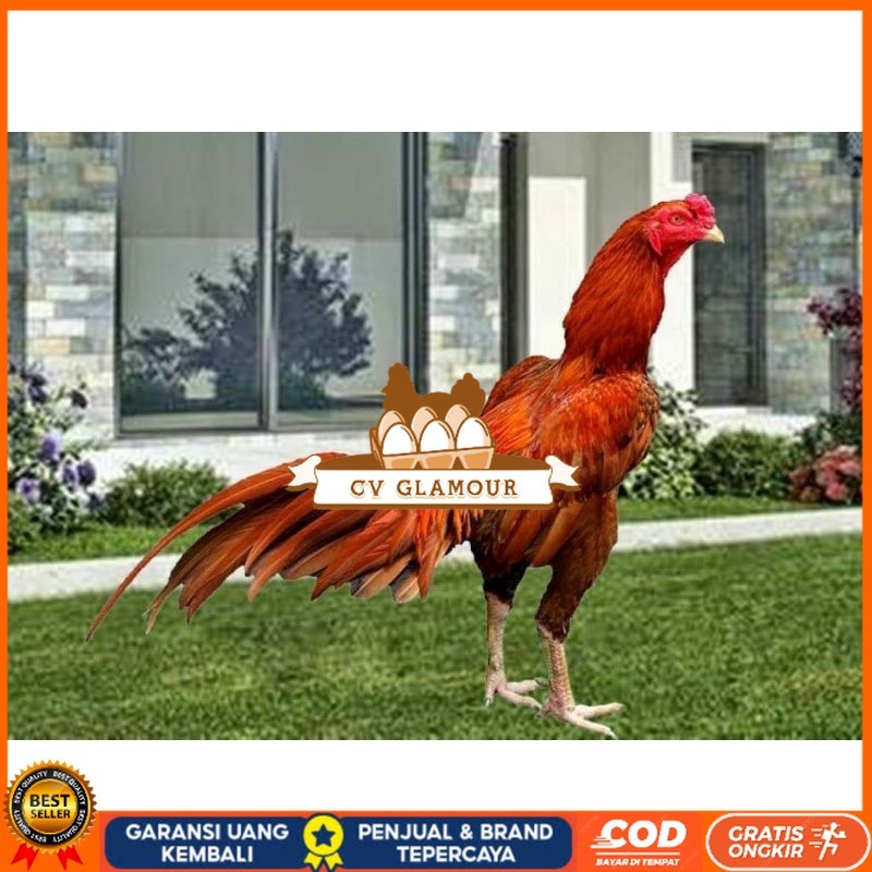 

TELUR AYAM BANGKOK WANGKAS JUMBO UNTUK DI TETASKAN CV GLAMOUR