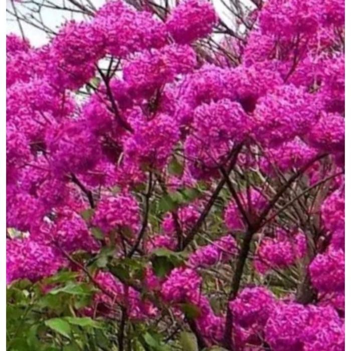 Bibit Pohon Tabebuya Magenta 1 meter - Tabebuya asli magenta okulasi