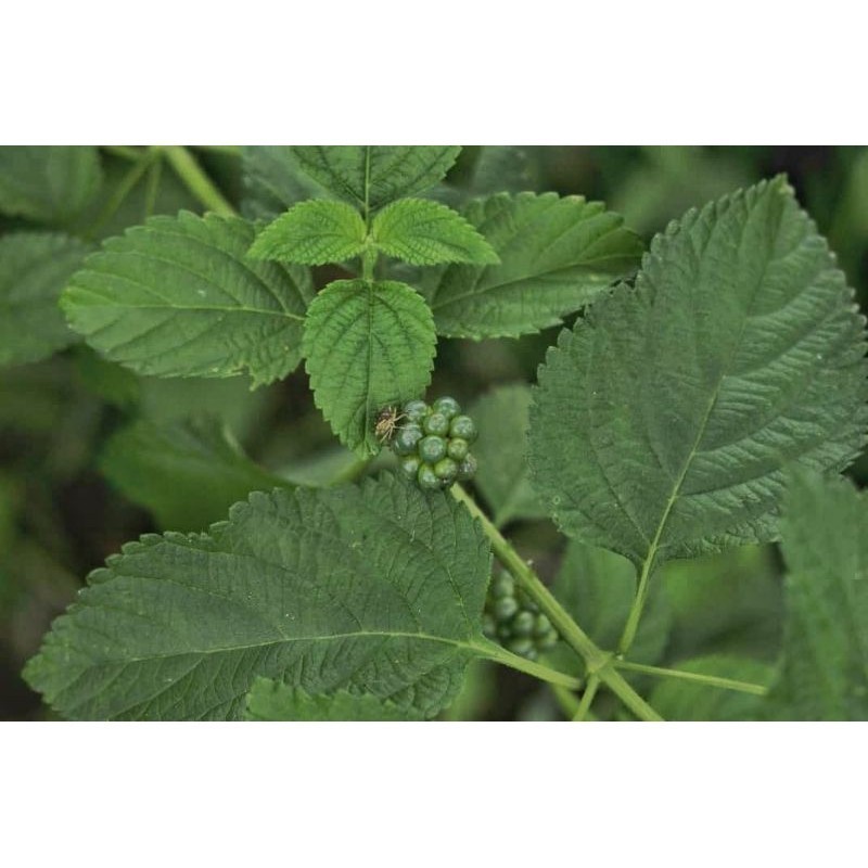 

Korehcok daun LANTANA / TEMBELEKAN SEGAR 500gram PROMO!!!