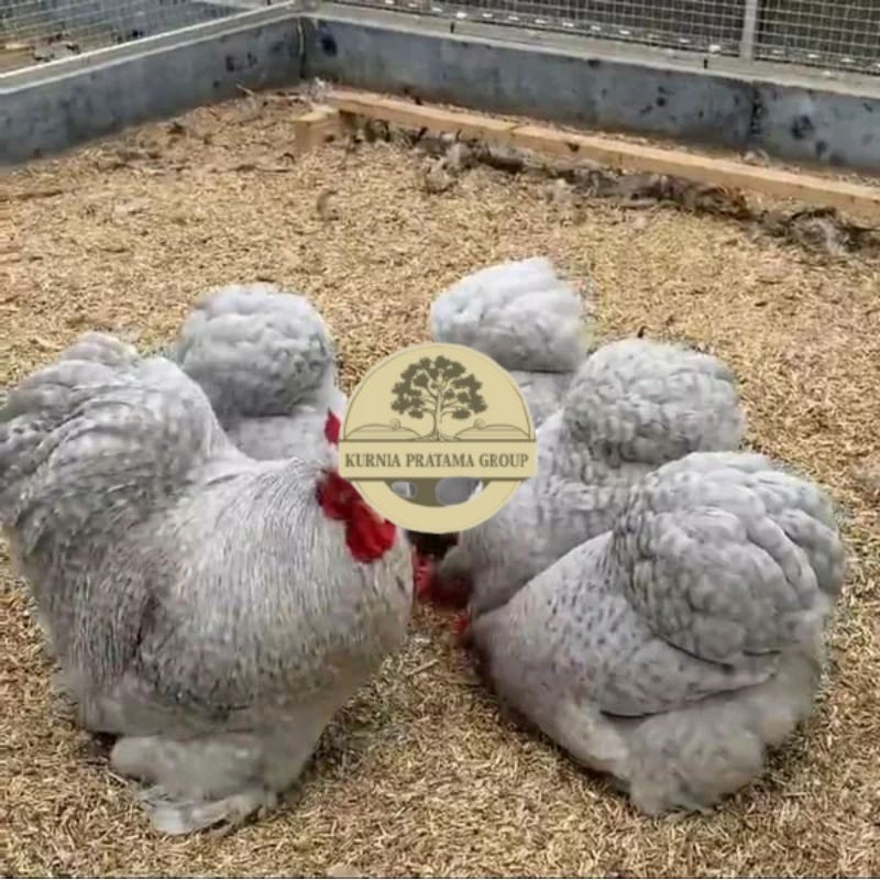 

TELUR AYAM BANTAM CHOCIN untuk di tetaskan KURNIA PRATAMA GROUP