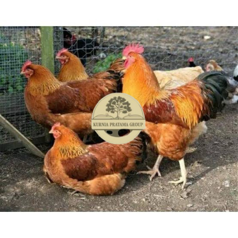 

TELUR FERTIL AYAM MERAWANG MULTIGUNA INDUKAN TERSELEKSI UNTUK DI TETASKAN KURNIA PRATAMA GROUP