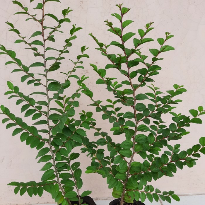 MURAH Pohon Bidara Arab Asli Rimbun Tinggi 30 cm