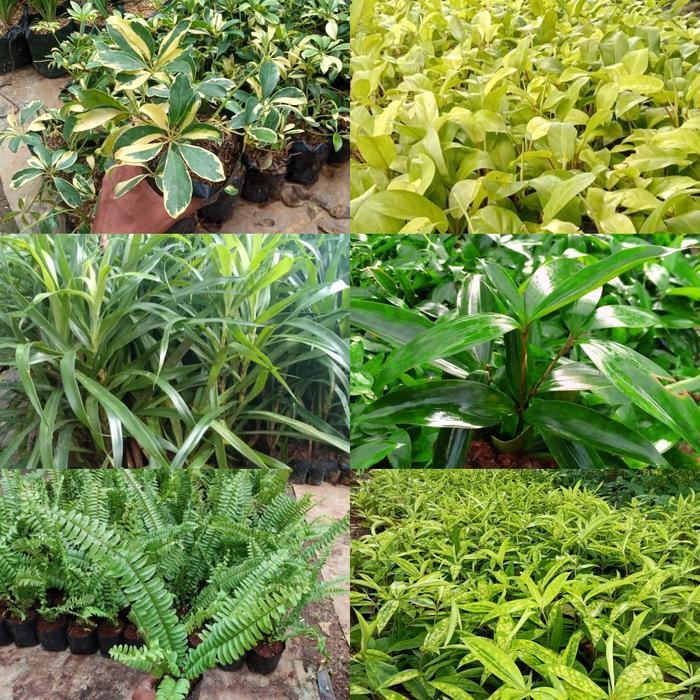 paket tanaman hias vertical garden / taman vertical garden wall