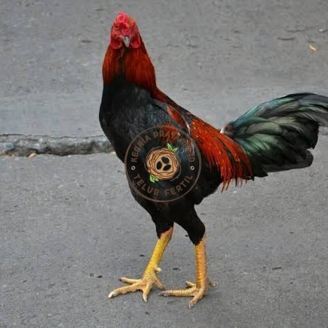 

Telur ayam bangkok pakhoy petarung aduan fertil untuk ditetaskan KURNIA PRATAMA ID