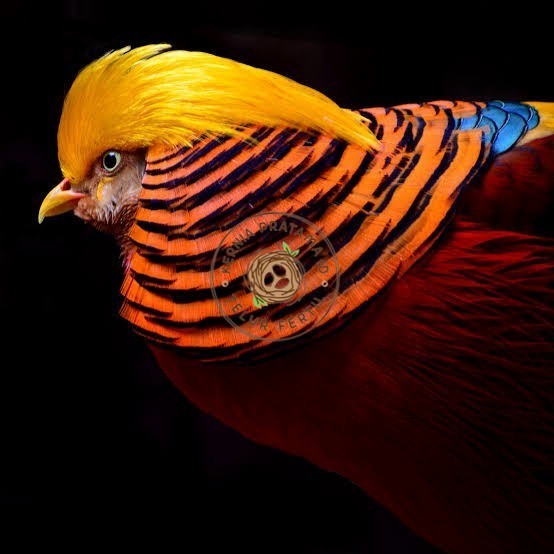 

Telur ayam ringneck golden pheasant telur ayam hias fertil siap kirim KURNIA PRATAMA ID