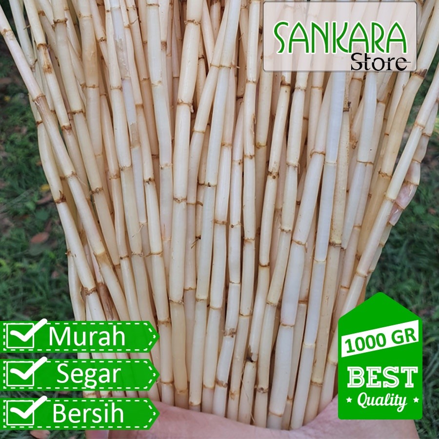 

akar alang alang Segar 1kg (tidak kering)