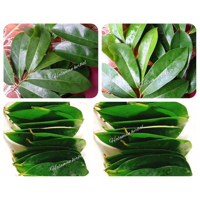 

Herbal daun sirsak segar/250lemar.