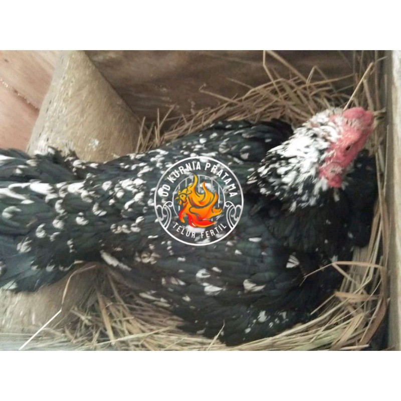 

telur Ayam Bangkok Clasik ekor lidi Fertil terlaris UD KURNIA PRATAMA
