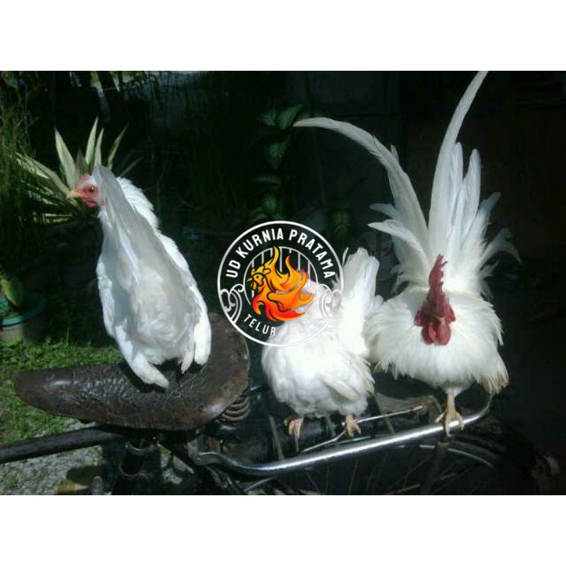 

TELUR AYAM HIAS KATE JEPANG SAMURAI UNTUK DI TETASKAN UD KURNIA PRATAMA