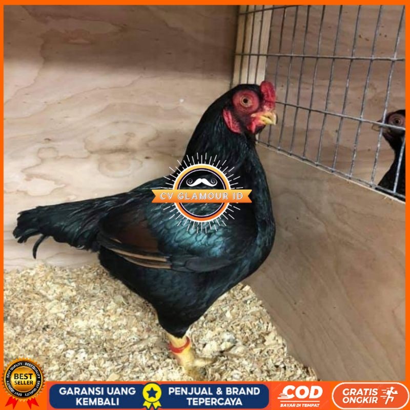 

TELUR AYAM HIAS BANTAM CORNISH UNTUK DI TETASKAN CV GLAMOUR ID