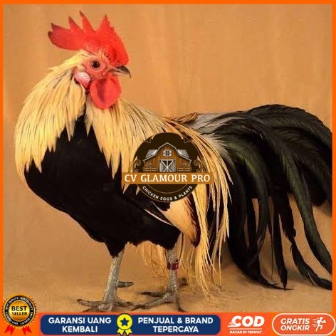 

Telur ayam phoenix onagadori / telur ayam hias fertil siap tetas CV GLAMOUR PRO