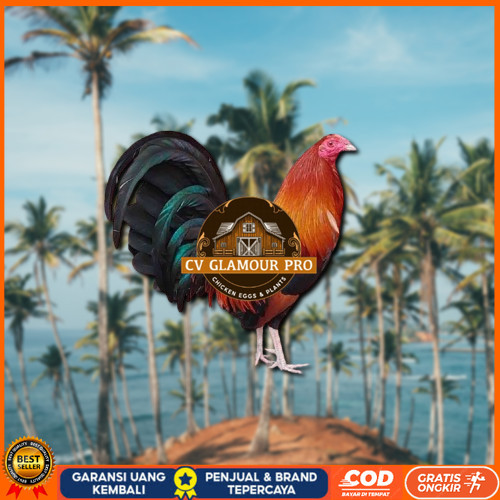 

telur ayam philipin asli AK47 bisa untuk di tetaskan ori vertil CV GLAMOUR PRO