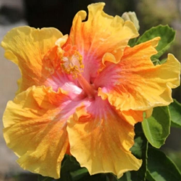 Tanaman Hias Kembang Sepatu Varian Warna Bunga Kembang Spatu Rimbun - Kuning Tumpuk