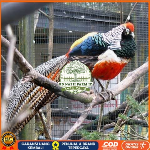 

Telur ayam hias ringneck lady red amherst pheasant fertil untuk tetas UD NAFII FARM ID