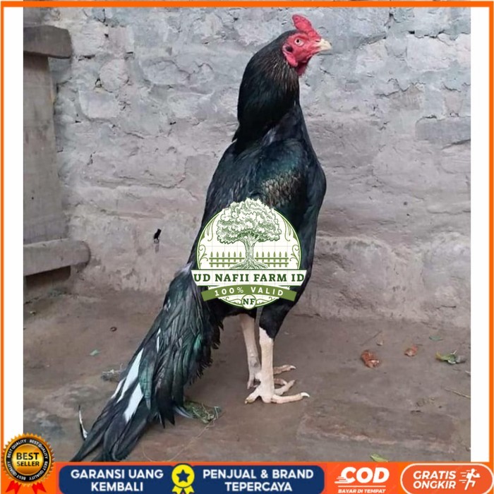 

Telur ayam hias bangkok ekor lidi petarung fertil siap ditetaskan - bngkok ekorlidi UD NAFII FARM ID