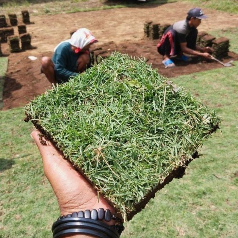 RUMPUT PEKING - RUMPUT JEPANG UKURAN 25 x 25 cm / RUMPUT HIDUP RUMPUT PEKING HIASAN TAMAN RUMAH/KANT