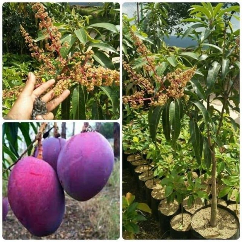 BIBIT / POHON MANGGA IRWIN OKULASI CEPAT BERBUAH SIAP TANAM