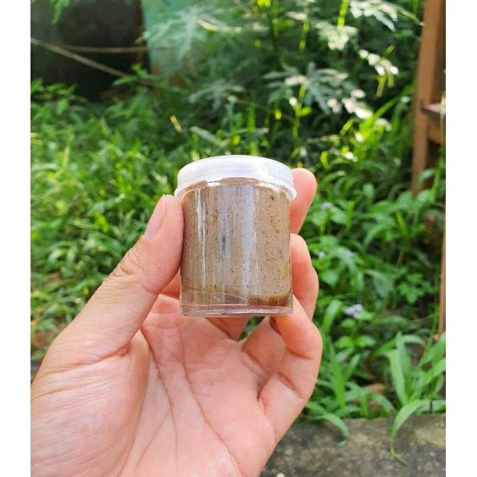 

LEM PULUT super premium 25gr / leget pulut getah bendo asli