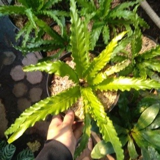 Tanaman Bunga PAKIS KADAKA ASOKA - Tanaman Hias Hidup Pakis Kadaka Asoka