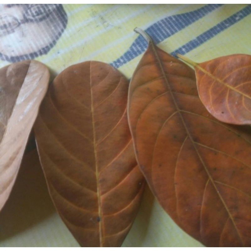 

GS-17 Daun nangka kering untuk obat herbal berat 100g ready stok