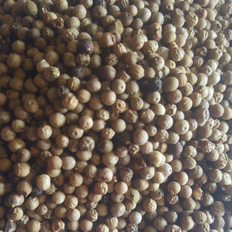 

MURAH Lada Organic/Mrica Wangi 500gr