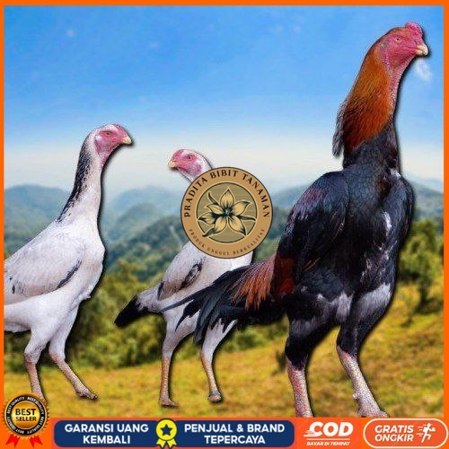 

telur fertil ayam shamo japan PRADITA BIBIT TANAMAN