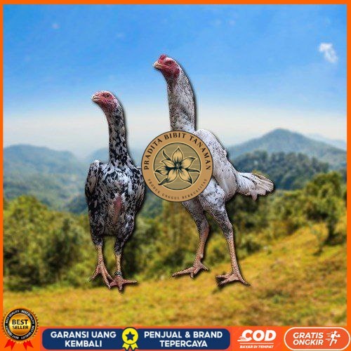 

telur tetas ayam shamo besar PRADITA BIBIT TANAMAN