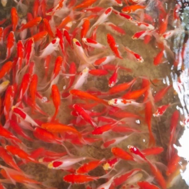 stiker hiasan gacor IKAN HIAS KOMET COMET GOLDFISH IKAN MAS AIR TAWAR AQUARIUM