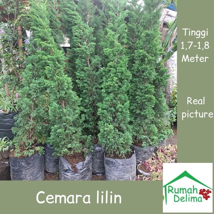 pohon cemara lilin tinggi