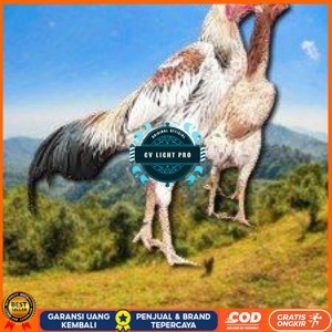 

telur tetas ayam shamo super big CV LIGHT PRO