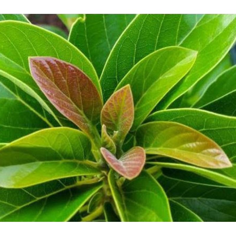 

BMB+ Daun Alpukat Segar / Daun Alpukat Langsung Dipetik / Obat Tradisional / Obat Herbal Alami Berkhasiat