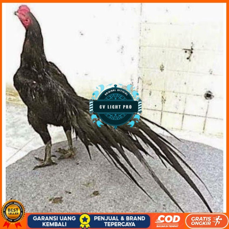 

TELUR AYAM MANGON GESIT TANGGUH UNTUK DI TETASKAN CV LIGHT PRO