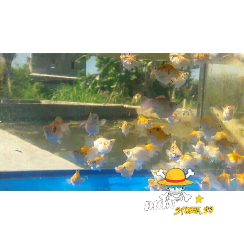 

ikan moly merpati thailand sz dewasa