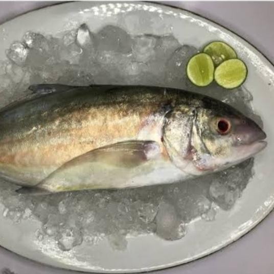 

Ikan Kuwe Lilin 1 kg