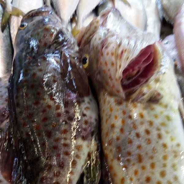 

Ikan Kerapu Totol 1 kg