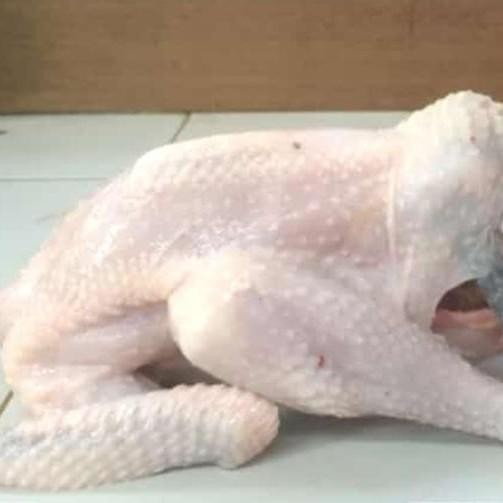 

Ayam Kampung Biasa Besar Perekor