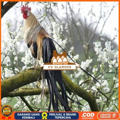 

Telur ayam phoenix onagadori / telur ayam hias fertil siap kirim CV GLAMOUR