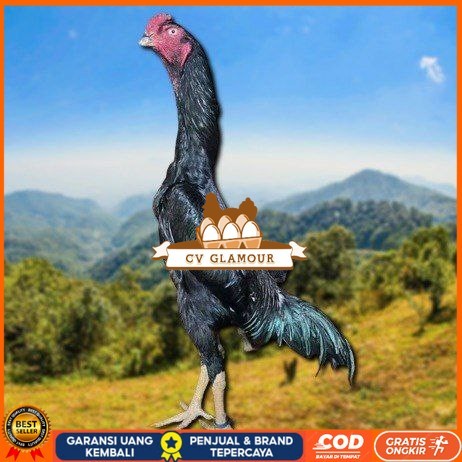 

telur ayam shamo jepang ori petarung juara bisa di tetaskan CV GLAMOUR