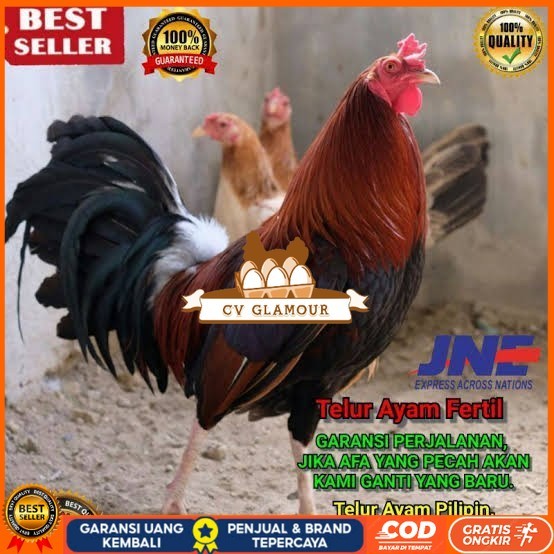 

Telur ayam hias pilipin fertil bisa ditetaskan Langsung CV GLAMOUR