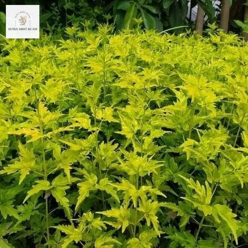 Bibit Cendana Bali Asli | Bibit Pohon Cendana Bali Wangi | Bibit Tanaman Cendana Bali