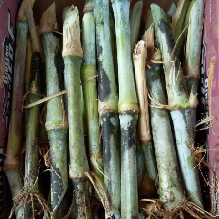 Rumput pancong pakan ternak