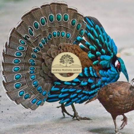 

Telur ayam hias ringneck palawan pheasant fertil bisa ditetaskan Langsung KURNIA PRATAMA GROUP